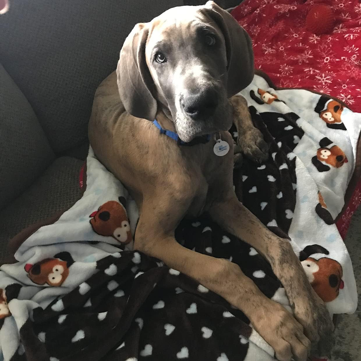 Blanket for Pets - Extra Soft and Long Lasting - Blue Pattern